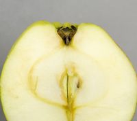 Pigeon Jerusalem æble